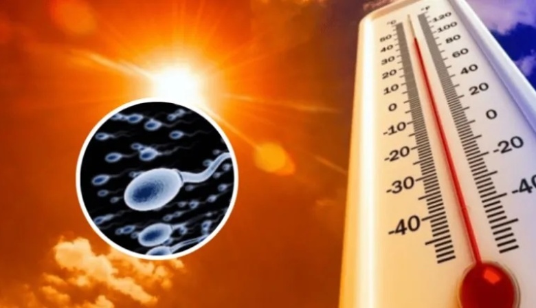 Se comprobó que las olas de calor reducen la fertilidad masculina